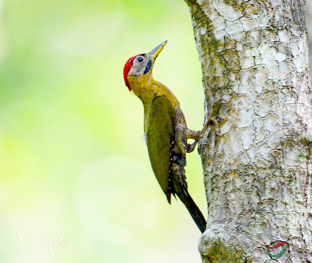 红颈绿啄木鸟.jpg