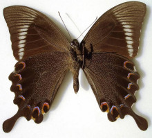 巴黎翠凤蝶指名亚种（♀）