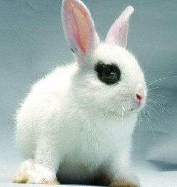 海棠兔.jpg