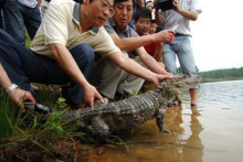 扬子鳄养殖