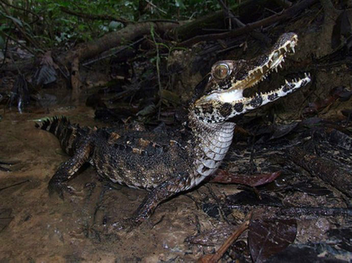 锥吻古鳄.jpg