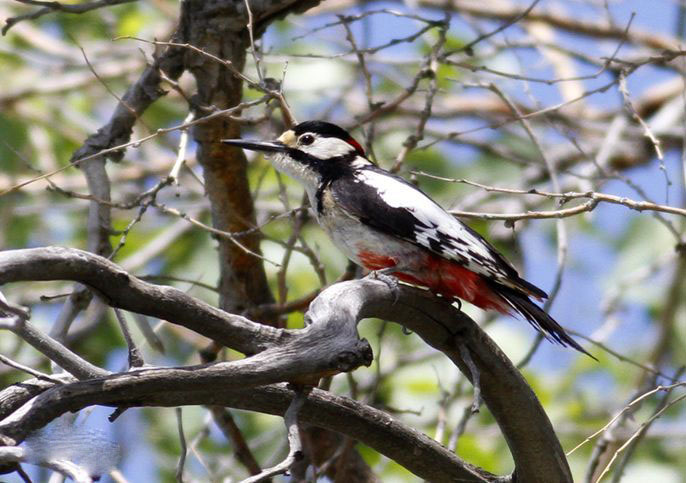 白翅啄木鸟.jpg