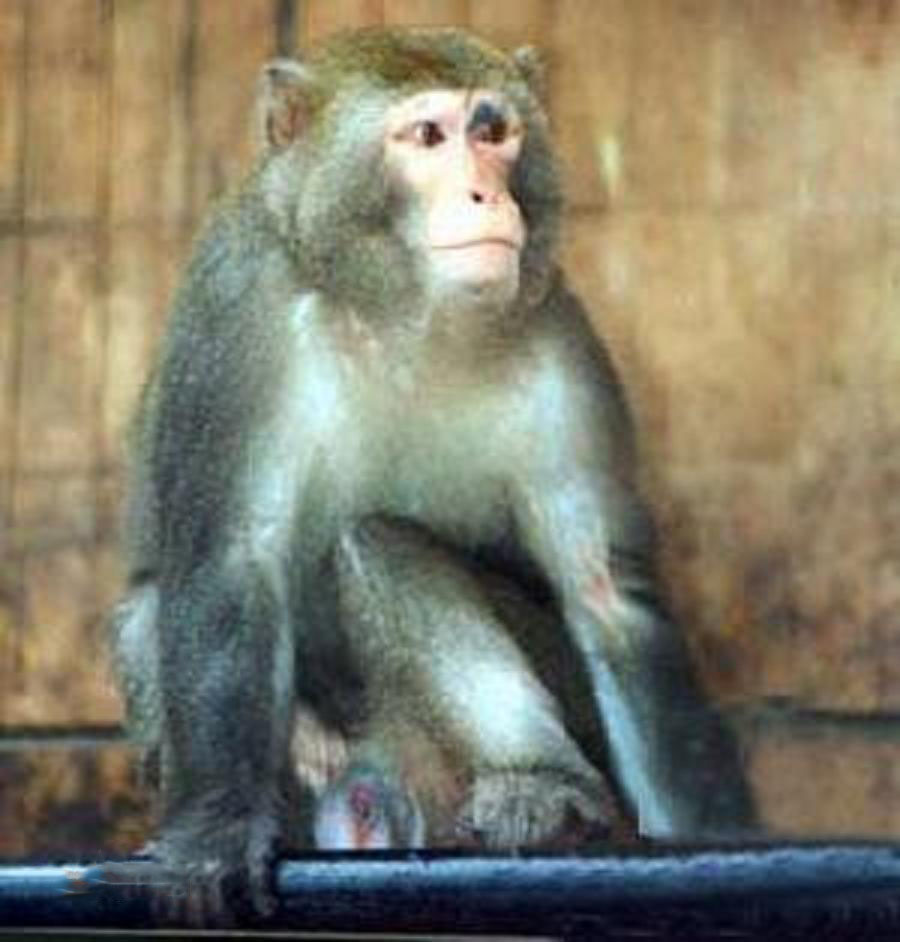 台湾猴.jpg
