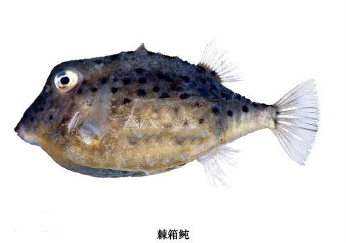 棘箱鲀.jpg