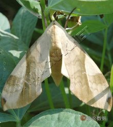 豆天蛾及其幼虫
