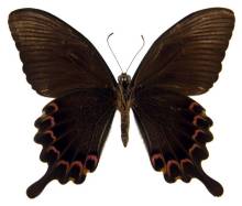 巴黎翠凤蝶台南亚种（♀）