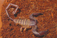 成体公斑马扁石蝎