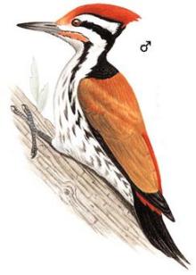 喜山金背三趾啄木鸟