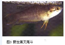 越南黑叉尾斗鱼