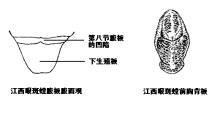 江西眼斑螳说明图