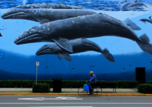 灰鲸与人的比例