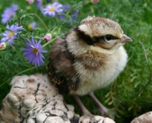 勺鸡（雌鸡和雏鸡）