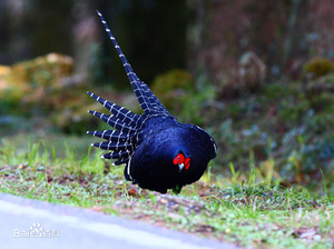 黑长尾雉