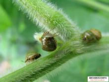 筛豆龟蝽成虫为害大豆