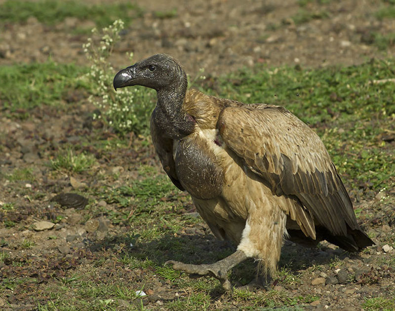 非洲兀鹫.jpg