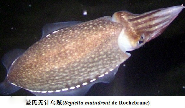 曼氏无针乌贼.jpg