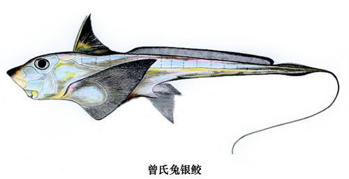 曾氏兔银鲛.jpg