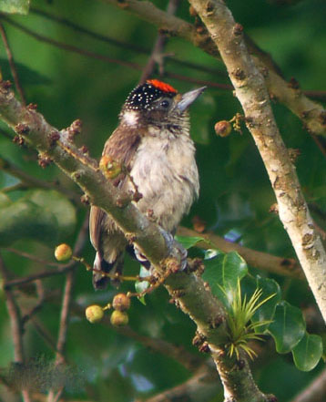 白腹姬啄木鸟.jpg