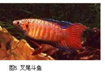 多次精选品种：红色天堂