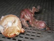 首只人工繁殖的雏鸟破壳而出