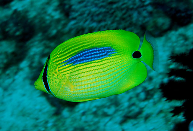 蓝斑蝴蝶鱼.jpg