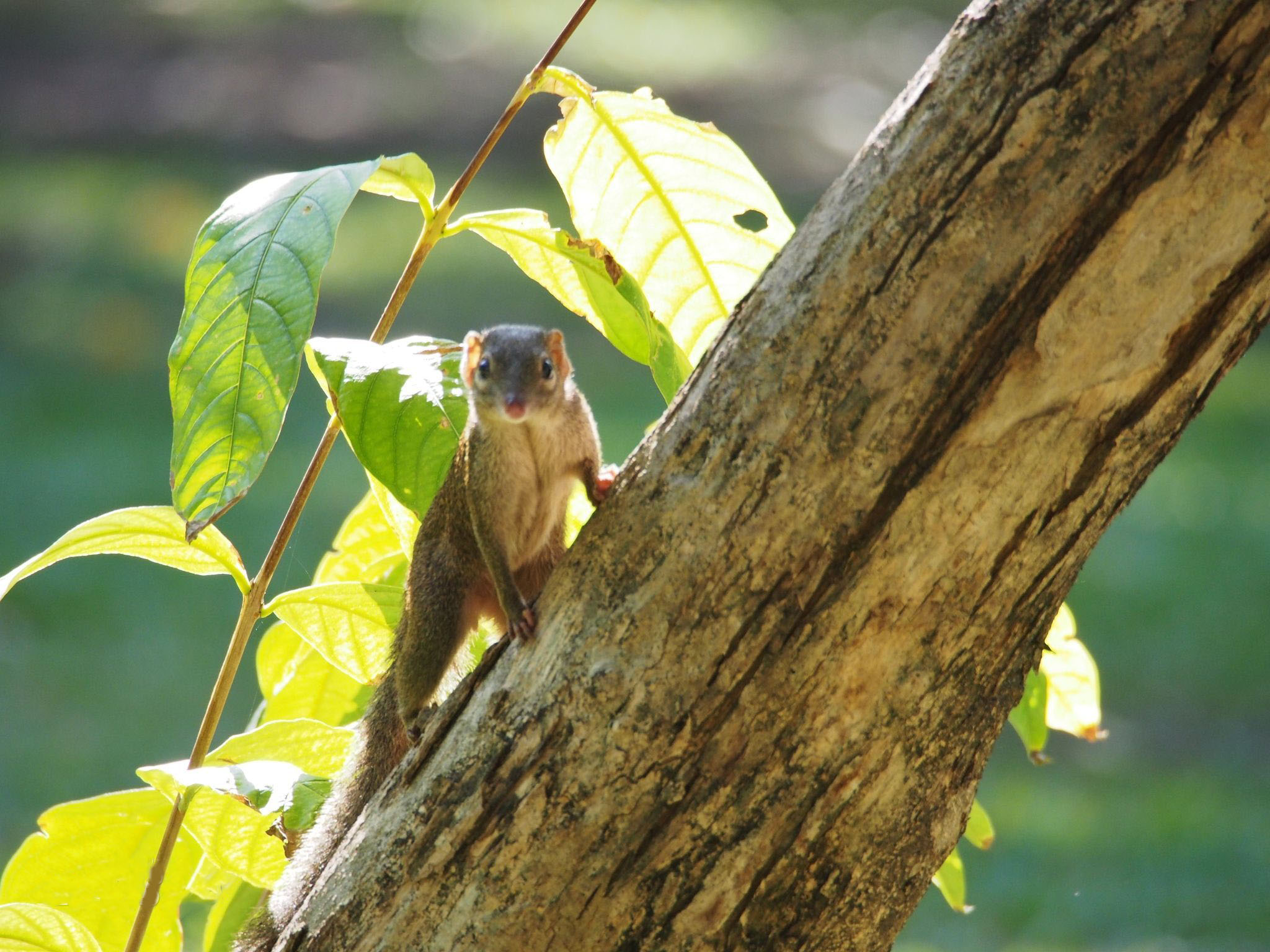 树鼩.jpg