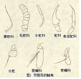 双翅目的触角