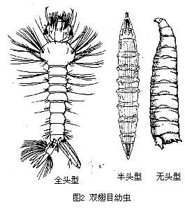 双翅目幼虫