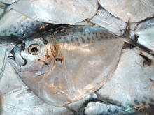 眼镜鱼（Mene maculata）