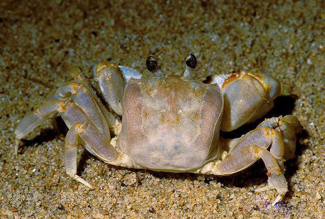 平掌沙蟹.jpg