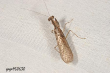 微翅跳螳螂图集