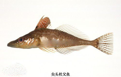 尖头杜父鱼.jpg
