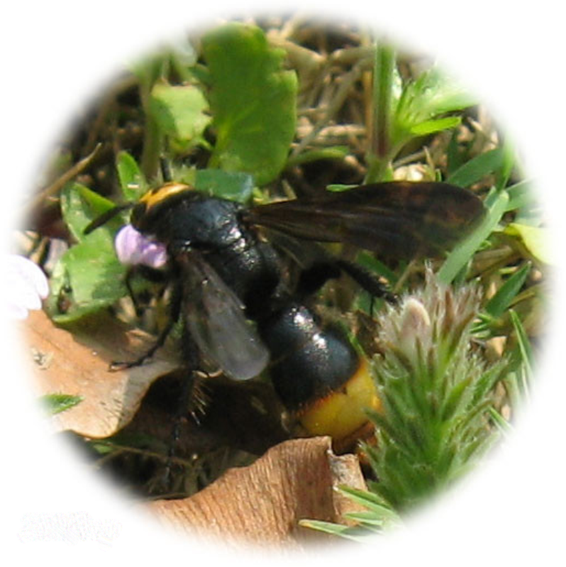 黑大蜜蜂.png