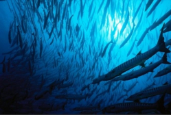 梭鱼群图片集粹