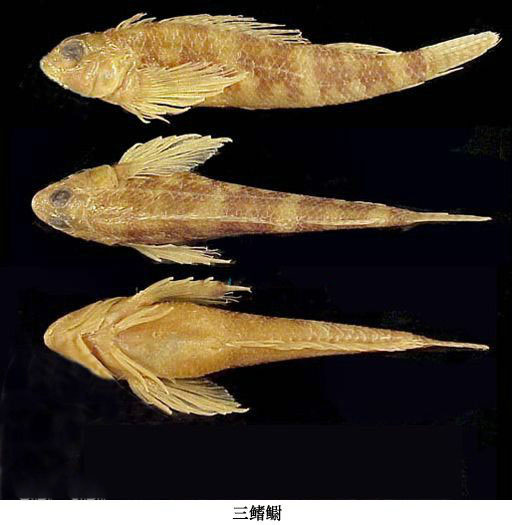 三鳍鳚.jpg