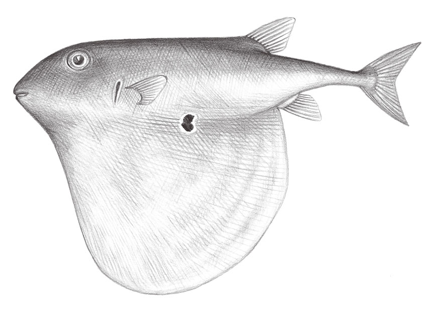 三齿鲀.jpg