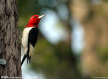 红头啄木鸟