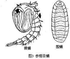 参翅目蛹