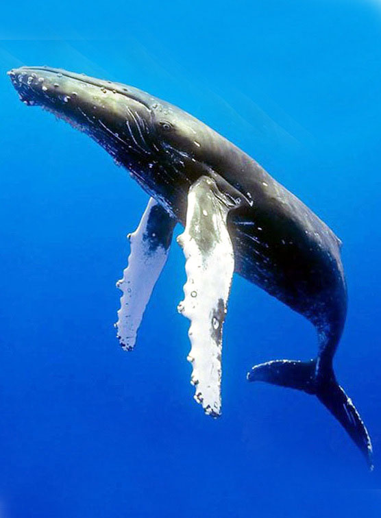 座头鲸.jpg