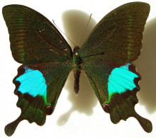 巴黎翠凤蝶指名亚种（♂）