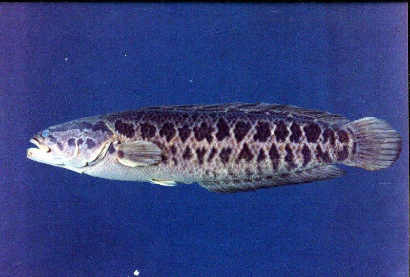 斑鳢.jpg